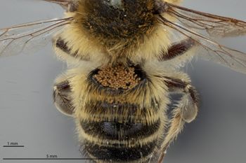 Media type: image;   Entomology 785960 Aspect: habitus dorsal view